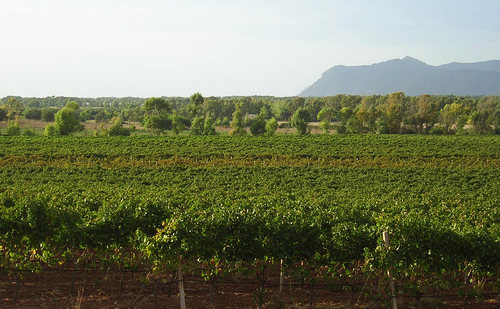 Le nuove strade del vino della Sardegna