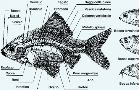 Mangiatori di teste