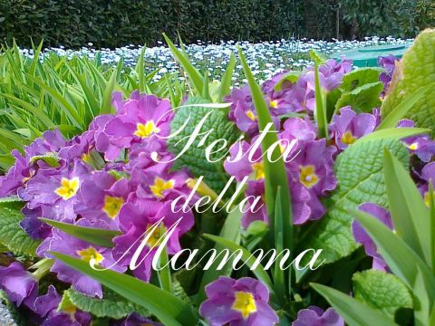 Una rosa per la mamma