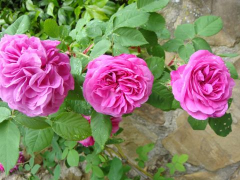 Marmellata di rose antiche