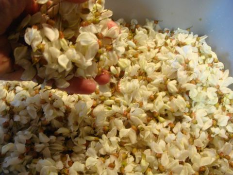 Frittelle di fiori (Acacia) "Altre ricette di Petronilla" 1937