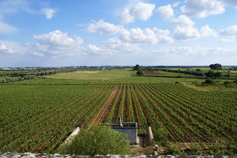 Vini e vitigni autoctoni della Puglia, la Malvasia nera di Lecce