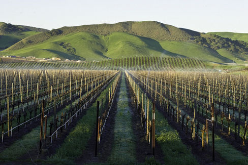 Il terroir di un vino non esiste