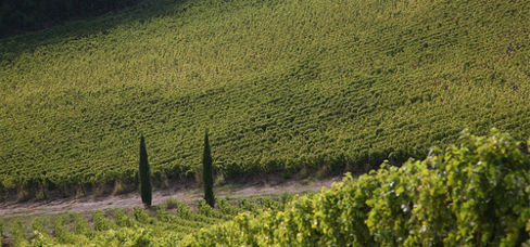 La vitivinicoltura in Italia