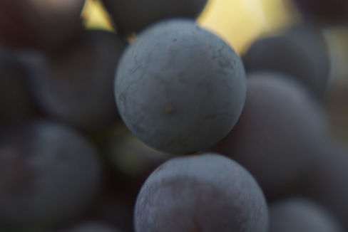 Proprio tutto: esportazioni, importazioni e produzione di vino più superficie vitata e produzione di uva al mondo