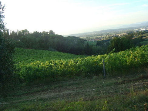 Not only Biodinamica: i vini di Cosimo Maria Masini e la lotta sull’uomo e le sue scelte
