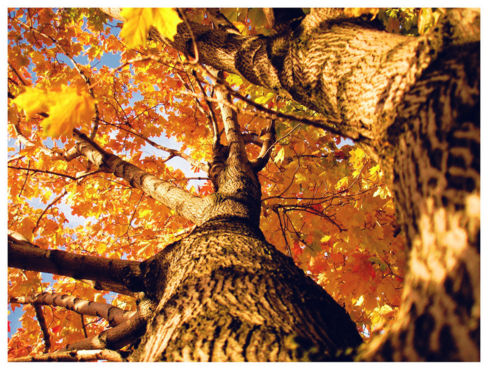 Autumn in the air