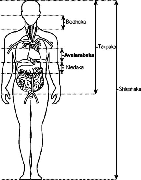La tipologia Kapha ed il corpo