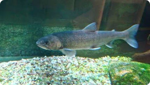 Il salmerino alpino soddisfa palati d'alta quota, da gustosi primi piatti a nutrienti pietanze.