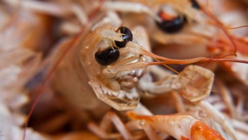 Come fare gli scampi al sale al forno o in padella