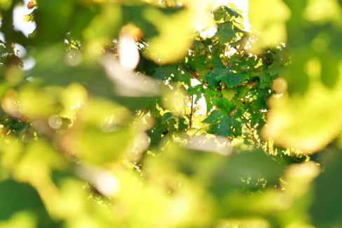 Fabio D’Uffizi | Riflessi d’Erbaluce