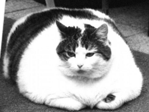 Il Sabato del Villaggio | L’impressionante distanza che passa tra chi mangia per vivere e noi, che abitiamo un altro pianeta