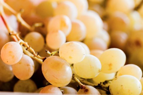 Il Sabato del Villaggio | La mia vendemmia