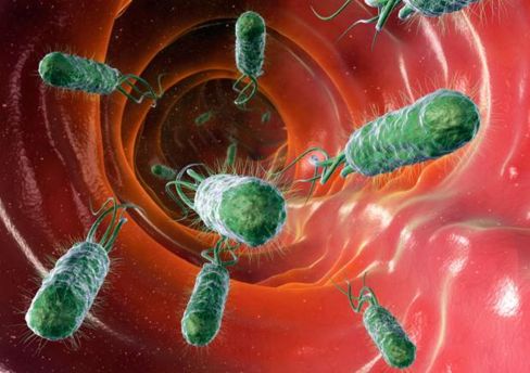 Incontro con l’Escherichia coli (cetrioli permettendo)