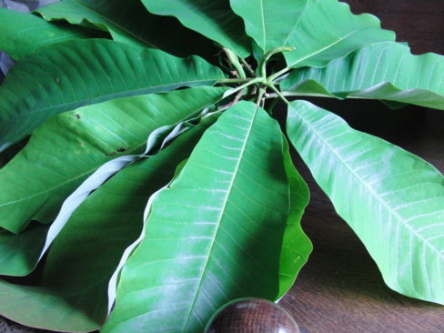 朴の木の葉っぱで【ほおば飯】