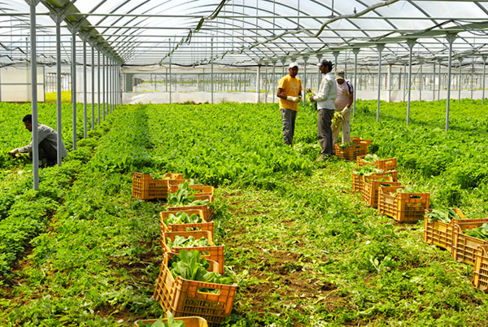 The Harvest: il docu-film sugli “schiavi” dell’Agro Pontino