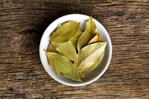 Tisane e decotti: come beneficiare delle proprietà dell’alloro?