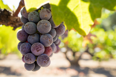 Vino primitivo: caratteristiche e differenze delle DOP amate in tutto il mondo