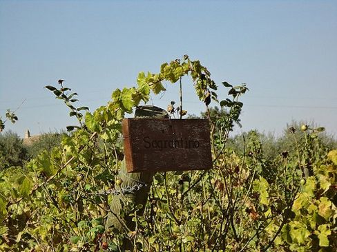 Le oche, San Francesco e il Sagrantino | I vini contadini (e biodinamici) di Roberto di Filippo