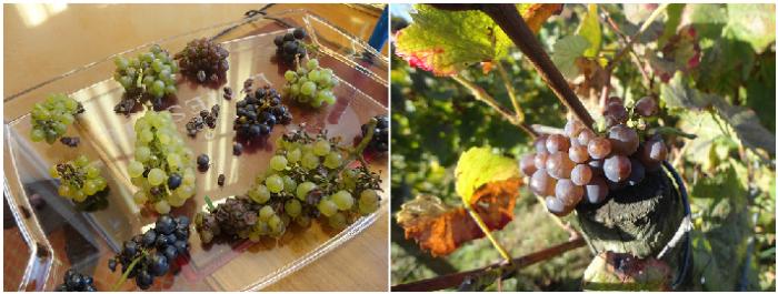 Viaggio nella Champagne | Laherte Freres: i chicchi d’uva che sanno di luce