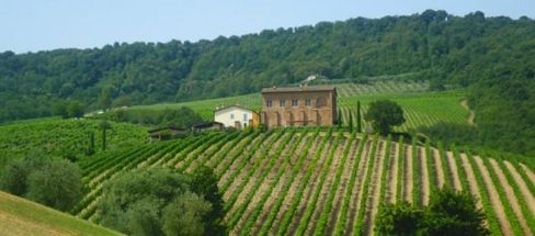 Palazzone: qui l’ Orvieto ha il sapore della concretezza