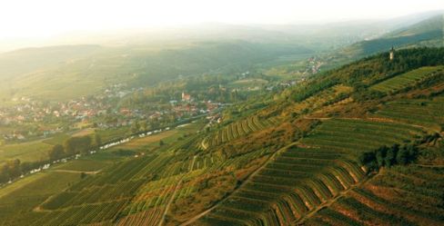 Grüner Veltliner e Riesling austriaci, la coppia d’oro del vino sul Danubio