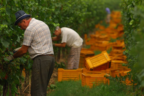 Vendemmia 2011 ai minimi storici, ma la qualità? Le previsioni di UIV-ISMEA