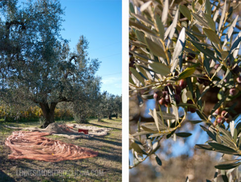 Podere Giovanni: un angolo di Toscana che riempie il cuore