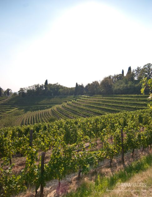 Cantina Bastianich: il mio viaggio tra i filari dei colli friulani