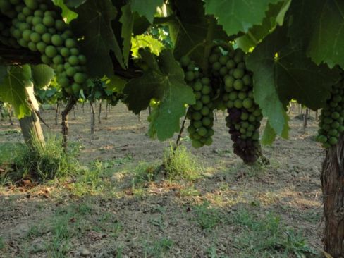 Slow Wine 2013. Il grande aglianico: Taurasi, Vulture e Benevento sugli scudi. Tutti i riconoscimenti