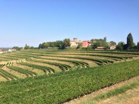 Viso viticoltura sostenibile a Vinitaly