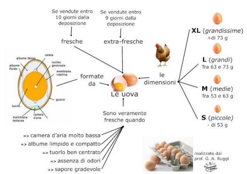 Schema riassuntivo: Le Uova