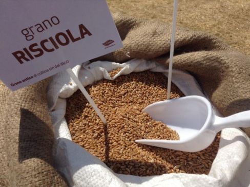 Il gruppo Lo Conte salva la Risciola, un grano antico che rischiava di scomparire