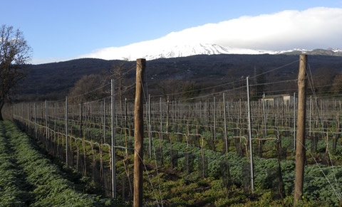 Esplosione di gusto in Quantico, il vino dell’Etna con le radiazioni buone