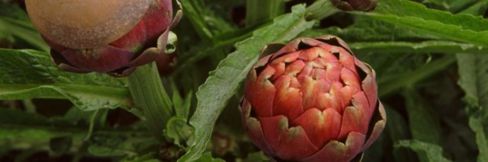 Carciofi. 10 qualità e ricette per la pasta, il forno e la brace