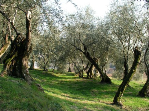 C’è dell’olio nel vicentino