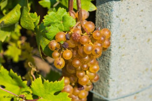 #lemanideimaestri: La Cantina della Serra