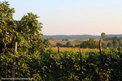 In giro tra i vigneti