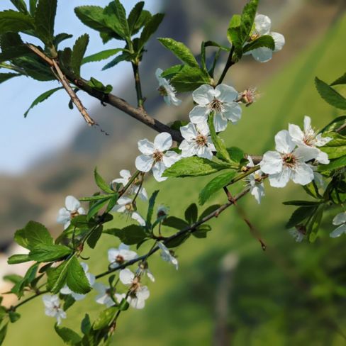 Pomodorini Secchi & sott’olio