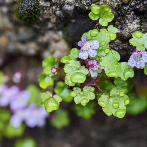 Basque Burnt Cheesecake – il Cheesecake Basco “Bruciato” di San Sebastian
