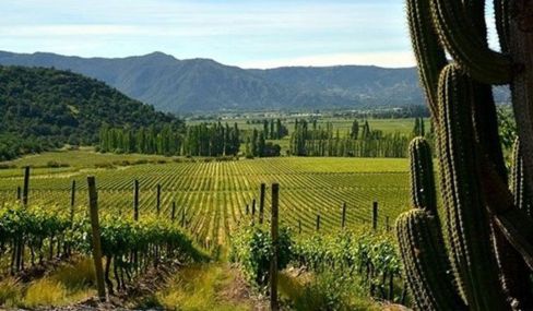 “Caballo Loco” Grand Cru D.O. Apalta 2015 Viña Valdivieso