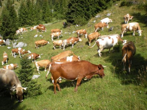 FedAgriPesca FVG: crollano soci e numero cooperative, ma fatturati stabili