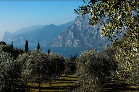 Warda Garda: olio DOP protagonista