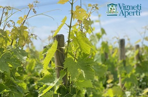 Vigneti aperti anche a Pasquetta