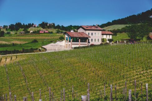 Merlot rosato di Prime Alture