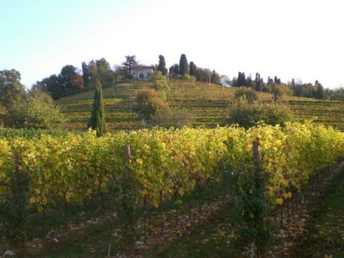 Rete per promuovere vino e prodotti kosher