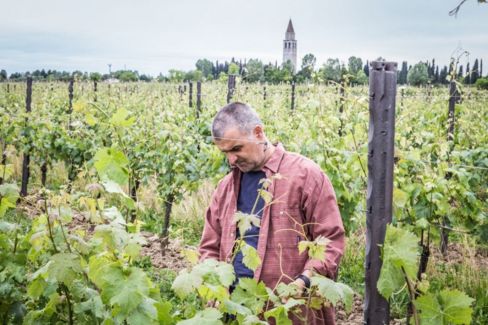 Qual è la migliore cantina 2019 della Riviera friulana?
