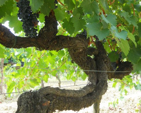 Crognolo etichetta di Tenuta Sette Ponti. DNA della Vigna dell'Impero