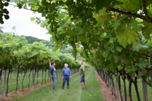 Concorso per il miglior vigneto di Marzemino