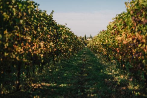 T.E.R.S. rosso frizzante Ancestrale 2018 e bianco Spergola Dop